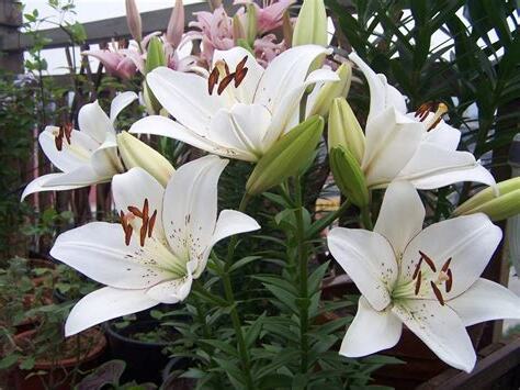 百合 花